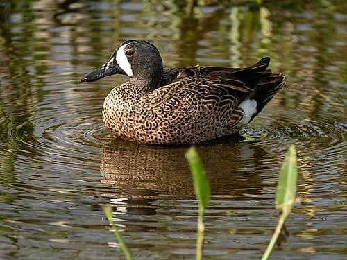 Blue-winged teal- Florida- USA Places Print